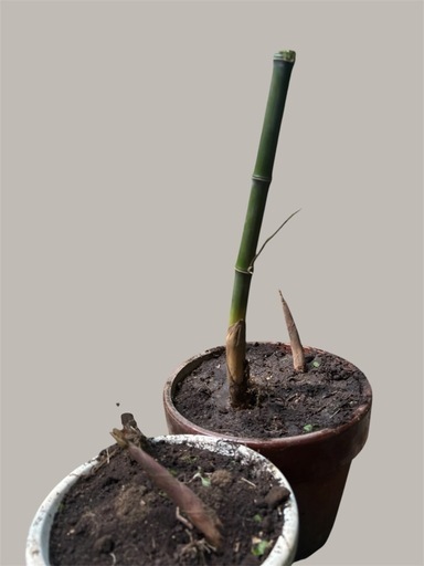 黒竹　鉢植え　根