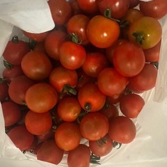 無農薬ミニトマト　30粒以上