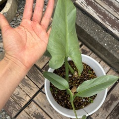 シルバーメタル 鉢ごとの画像