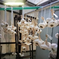 早い者勝ち にんにくの画像