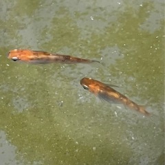 三色幹之　卵20個+α