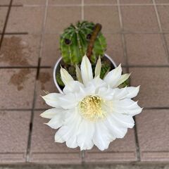 綺麗な花が咲くサボテンの画像