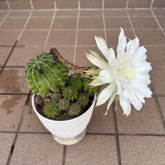 綺麗な花が咲くサボテンの画像