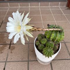 綺麗な花が咲くサボテンの画像