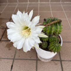 綺麗な花が咲くサボテンの画像