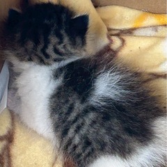 男の子　雑種　里親募集 - 猫