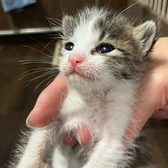 男の子　雑種　里親募集の画像