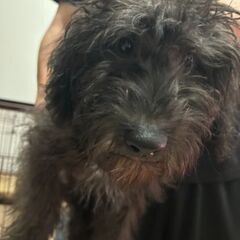 プードル×ミニチュアシュナウザー0歳5ヶ月