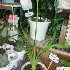ヤブカンゾウ（ノカンゾウの八重咲）が入荷したヨッ！の画像