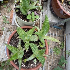 アロエベラ🌵
