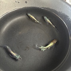 メダカ　メダカの卵