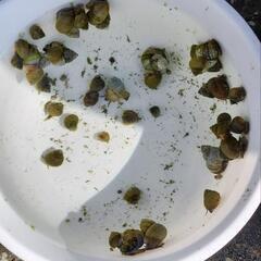 タニシ