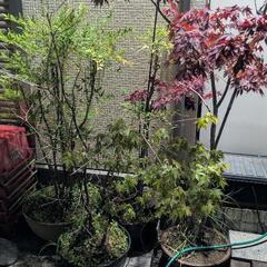 紅葉  南天植木鉢 