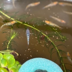 ユリシス　メダカ　めだか　稚魚　針子　　の画像
