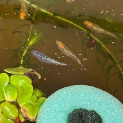 ユリシス　メダカ　めだか　稚魚　針子　　の画像