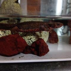 商談中アカハライモリの画像