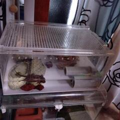 商談中アカハライモリの画像