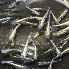 メダカ🐟エメヘイキ３ペア