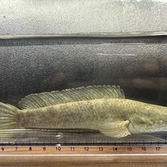 🐠ドワーフスネークヘッド ±15.5㎝ 2,500円 スネークヘ...