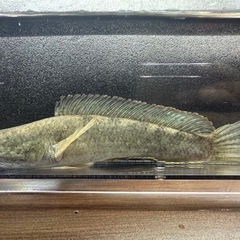 🐠ドワーフスネークヘッド ±15.5㎝ 1,400円 スネークヘッド 雷魚の画像