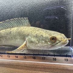 🐠ドワーフスネークヘッド ±15.5㎝ 1,400円 スネークヘッド 雷魚の画像