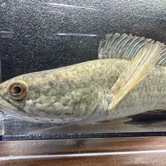 🐠ドワーフスネークヘッド ±15.5㎝ 1,400円 スネークヘッド 雷魚の画像