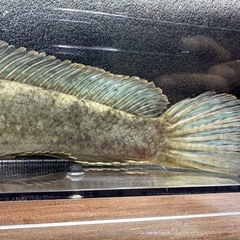 🐠ドワーフスネークヘッド ±15.5㎝ 1,400円 スネークヘッド 雷魚の画像