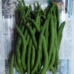 いんげん　無農薬栽培　500㌘