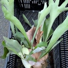 観葉植物　大型ビカクシダ　ビフルカツム　クランプ　希少コンクリート瓦板付け　幅・丈　500-600　の画像