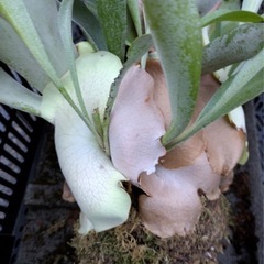 観葉植物　大型ビカクシダ　ビフルカツム　クランプ　希少コンクリート瓦板付け　幅・丈　500-600　の画像