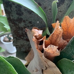 観葉植物　大型ビカクシダ　ビフルカツム　クランプ　希少コンクリート瓦板付け　幅・丈　500-600　の画像