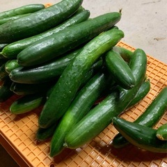 きゅうり5キロ　１５００円　キュウリ　胡瓜の画像