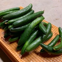 きゅうり5キロ　１５００円　キュウリ　胡瓜の画像