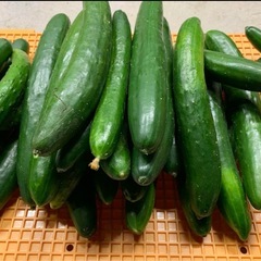 きゅうり5キロ　１５００円　キュウリ　胡瓜の画像