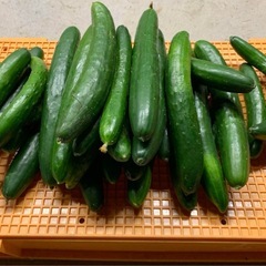 きゅうり5キロ　１５００円　キュウリ　胡瓜の画像