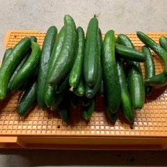 きゅうり4キロ　１５００円　キュウリ　胡瓜