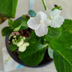 あじさい　アジサイ　紫陽花　ブライダルシャワーの画像