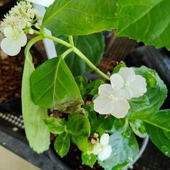 あじさい　アジサイ　紫陽花　ブライダルシャワーの画像