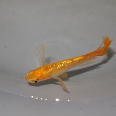 メダカ　サンシャインヒレ長（１㎝前後）　稚魚　10匹＋２