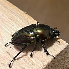 ニジイロクワガタ
