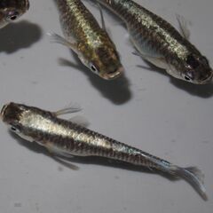 メダカ　ミッドナイトフリル対外光（１㎝前後）稚魚10匹＋２