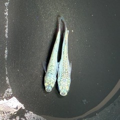 メダカ🐟⑥レックウザ１ペア