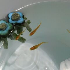 （無料）めだかの稚魚か卵