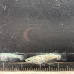 メダカ🐟①レックウザ１ペアの画像