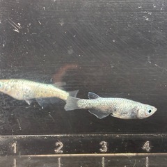 メダカ🐟①レックウザ１ペアの画像