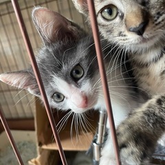 子猫兄妹
