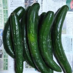 キュウリ　無農薬栽培　不揃い　8本
