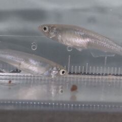 【増量】メダカ ゴジラ 4匹セット 1000円 【無人販売】の画像