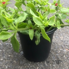 鉢植え ベビーサンローズ 赤花の画像