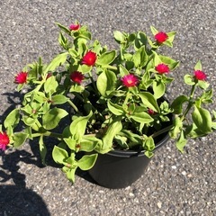 鉢植え ベビーサンローズ 赤花